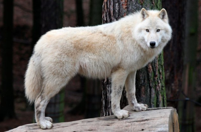 Un Lobo Rtico Clonado En China Formato Siete