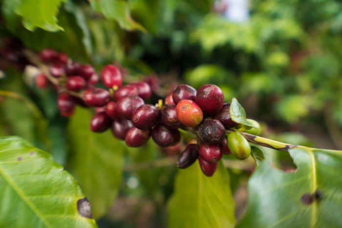 Concurso Café Veracruz 2023 recibe 70 muestras de cafeticultores solo