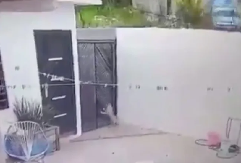 VIDEO Perrito Se Salva De Morir Aplastado Por Pipa De Gas Formato Siete