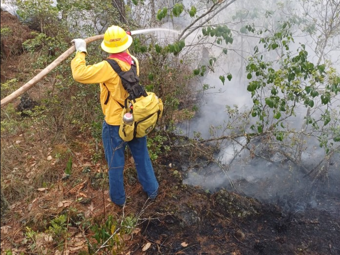 Combaten Incendios Forestales Activos En Veracruz Formato Siete