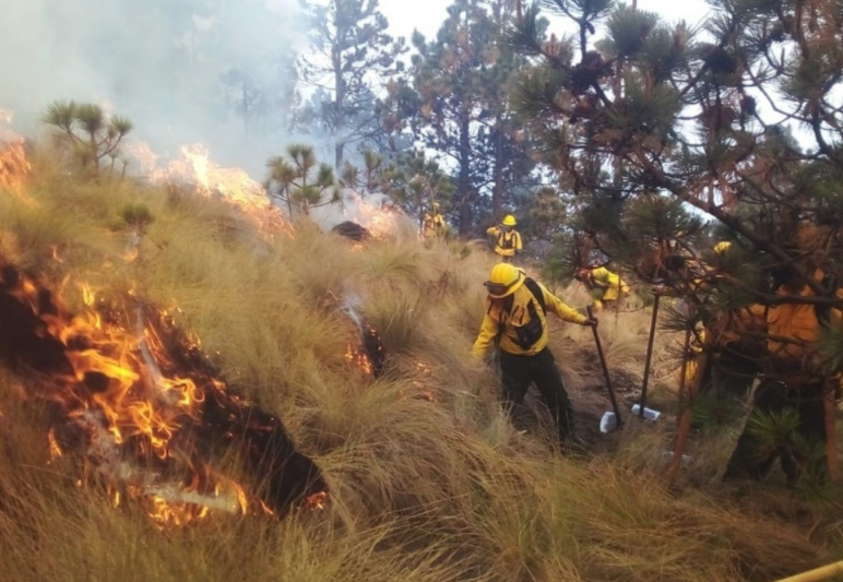 Incendios Forestales Activos En Veracruz Han Devastado Más De 200