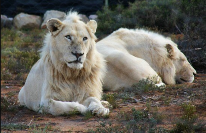 Leones matan a hombre que intentó robar a sus cachorros en zoológico -  Formato Siete