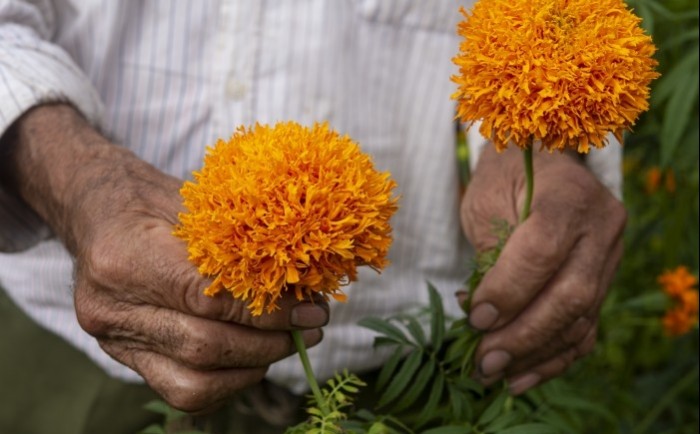 San Pablo Coapan le apuesta a la flor de cempasúchil esta temporada -  Formato Siete