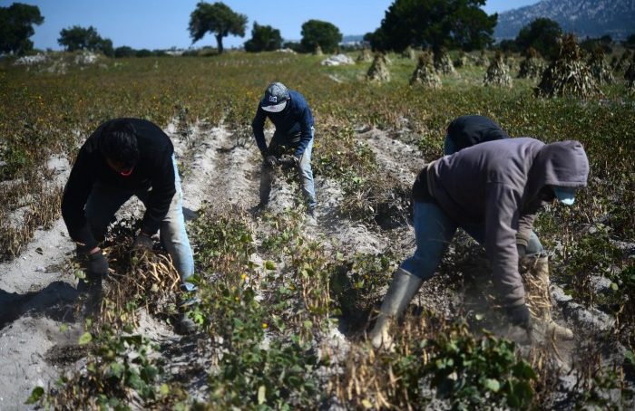 70% de los ejidatarios veracruzanos optan por rentar sus tierras que  trabajarlas - Formato Siete